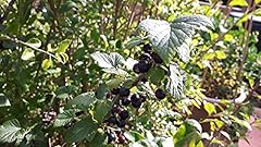 Blackcurrant titania hardy for sale  Delivered anywhere in UK