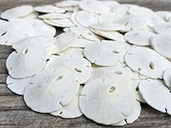 Sand dollar real for sale  Delivered anywhere in USA 