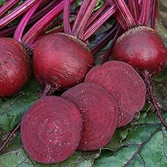 Beetroot plug plants for sale  Delivered anywhere in UK