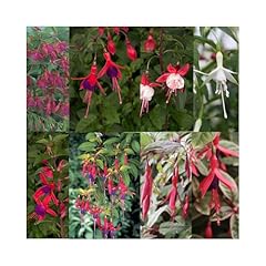 Hardy fuchsia assorted for sale  Delivered anywhere in UK