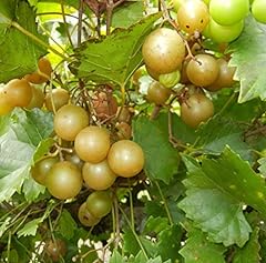 Triumph muscadine grape for sale  Delivered anywhere in USA 