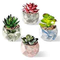 Sophseag succulents plants for sale  Delivered anywhere in USA 