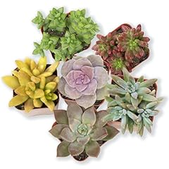 Altman plants live for sale  Delivered anywhere in USA 