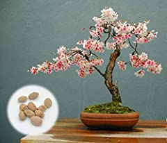 Japanese flowering cherry for sale  Delivered anywhere in USA 