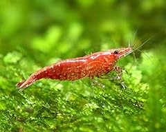 Aquatics sakura cherry for sale  Delivered anywhere in UK