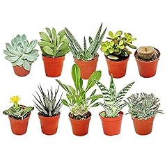 Different mixed succulent for sale  Delivered anywhere in UK