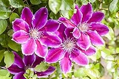 Clematis hybride ruppel gebraucht kaufen  Wird an jeden Ort in Deutschland