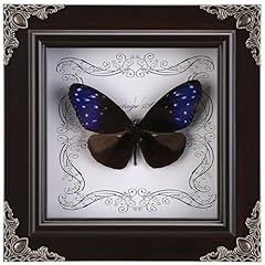 Real butterfly framed for sale  Delivered anywhere in USA 