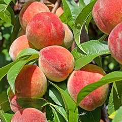 Garden peach diamond for sale  Delivered anywhere in UK