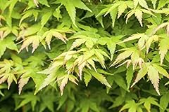 Acer palmatum hoo gebraucht kaufen  Wird an jeden Ort in Deutschland