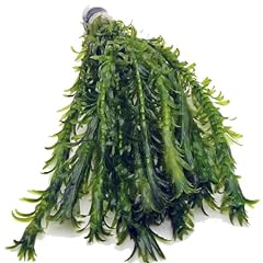 Elodea densa bunch for sale  Delivered anywhere in Ireland