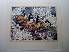 Canada geese print for sale  Delivered anywhere in UK
