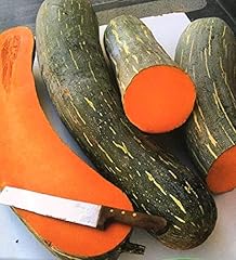 Semi zucca originale usato  Spedito ovunque in Italia 