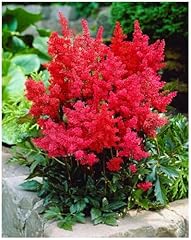 Astilbe arendsii astary gebraucht kaufen  Wird an jeden Ort in Deutschland