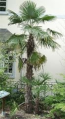 Rare plant tree for sale  Delivered anywhere in USA 