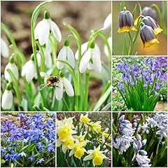 Woodland naturalising bulbs for sale  Delivered anywhere in Ireland