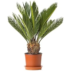 Plante intérieur cycas d'occasion  Livré partout en France