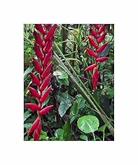 Stk heliconia longa gebraucht kaufen  Wird an jeden Ort in Deutschland
