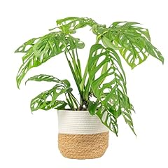Costa farms monstera for sale  Delivered anywhere in USA 