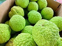 Hedgeballs osage oranges for sale  Delivered anywhere in USA 