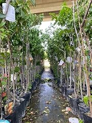 Piante frutto fitocella usato  Spedito ovunque in Italia 