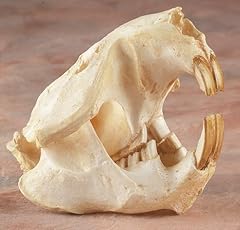 Beaver skull replica for sale  Delivered anywhere in USA 