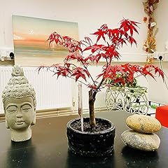 Japanese maple bonsai for sale  Delivered anywhere in UK