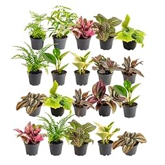 Costa farms live for sale  Delivered anywhere in USA 