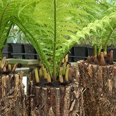 Rhs agm dicksonia for sale  Delivered anywhere in UK