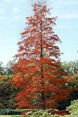 Taxodium distichum bald for sale  Delivered anywhere in UK