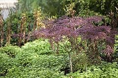 Acer palmatum inaba gebraucht kaufen  Wird an jeden Ort in Deutschland