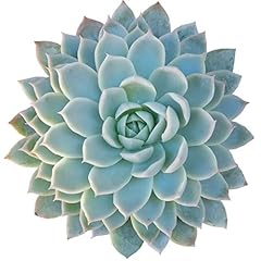 Echeveria violet queen for sale  Delivered anywhere in USA 