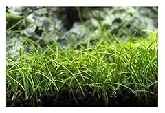 Pièces 30x eleocharis d'occasion  Livré partout en France