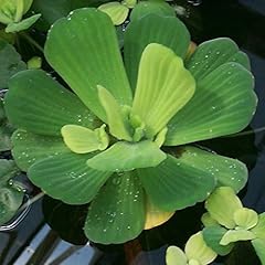 Water lettuce floating for sale  Delivered anywhere in UK