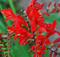 Spectacular flowering perennia for sale  Delivered anywhere in USA 
