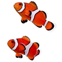 Ocellaris clownfish captive for sale  Delivered anywhere in USA 