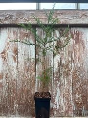 Coast redwood tree for sale  Delivered anywhere in UK