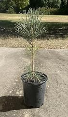 Japanese black pine for sale  Delivered anywhere in USA 