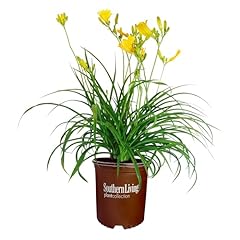 Gallon southern living for sale  Delivered anywhere in USA 
