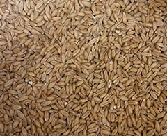 Kiloware spelt grains for sale  Delivered anywhere in UK