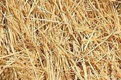 Pounds natural wheat for sale  Delivered anywhere in USA 