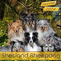 Shetland sheepdog calendar for sale  Delivered anywhere in Ireland