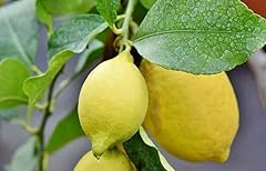 Patio collection citrus for sale  Delivered anywhere in UK