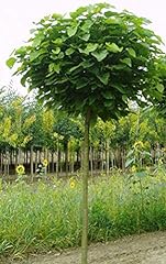 Kugel trompetenbaum catalpa gebraucht kaufen  Wird an jeden Ort in Deutschland