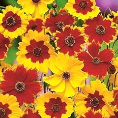 Plant seeds coreopsis for sale  Delivered anywhere in UK
