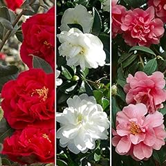 Camellia tricolour collection for sale  Delivered anywhere in UK