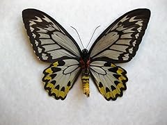 Real birdwing butterfly for sale  Delivered anywhere in USA 