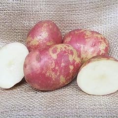 1kg 1kg red usato  Spedito ovunque in Italia 