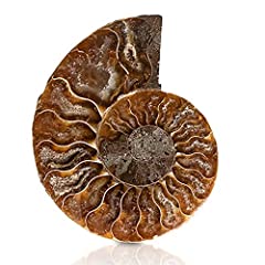 Ancllo ammonite esemplare usato  Spedito ovunque in Italia 