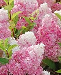 Vanilla strawberry hydrangea for sale  Delivered anywhere in USA 
